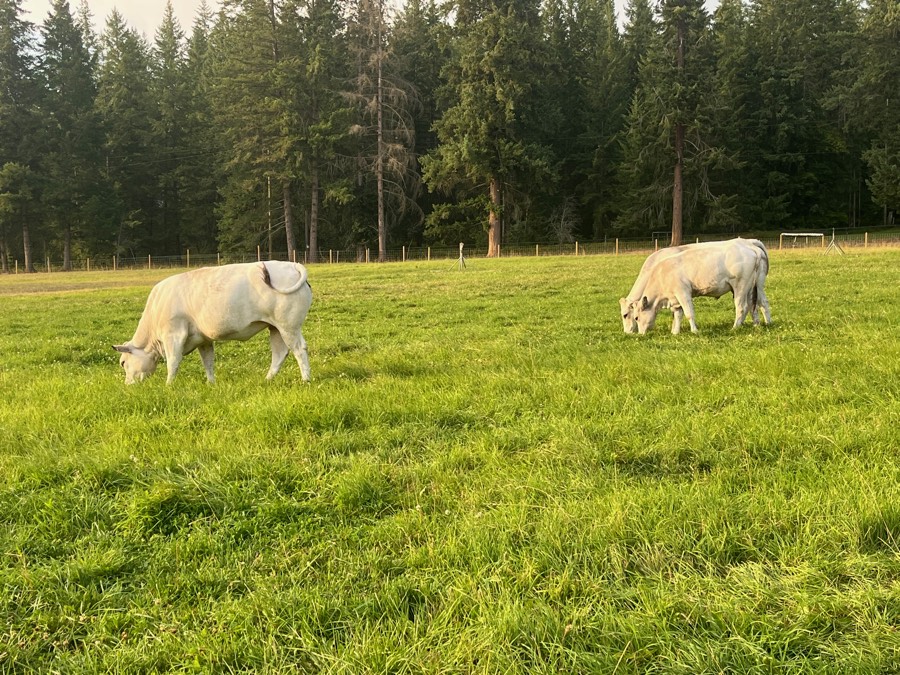 A white Piedmontese grazing the valley pasture