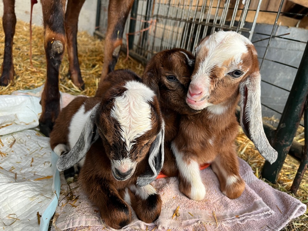 Three newborn goat kids snuggled up together