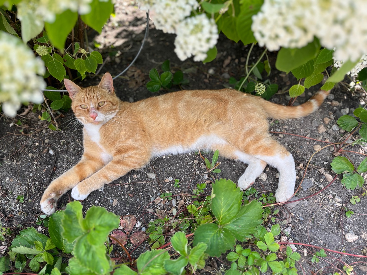 A barn cat lounging in the flowerbed