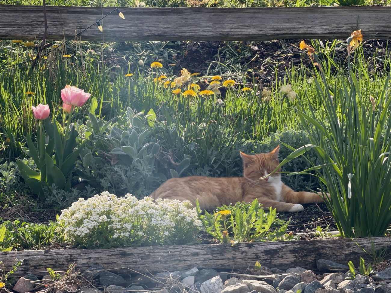 A barn cat lounging among the tulips in the garden bed