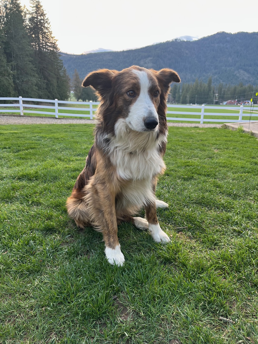 One of the border collies at work