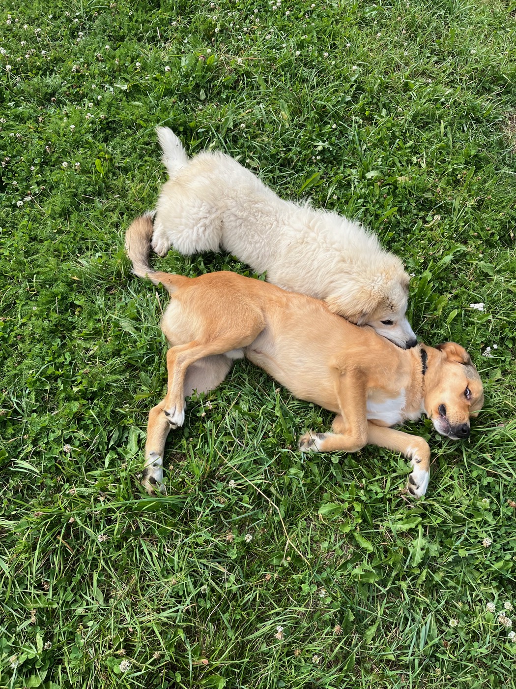The two guardian dogs wrestling on the grass