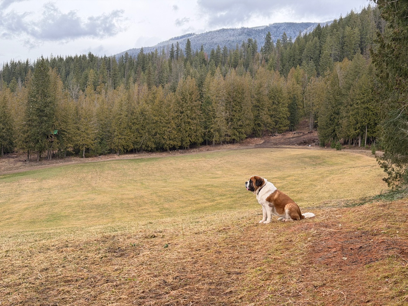The old Saint Bernard surveying the field