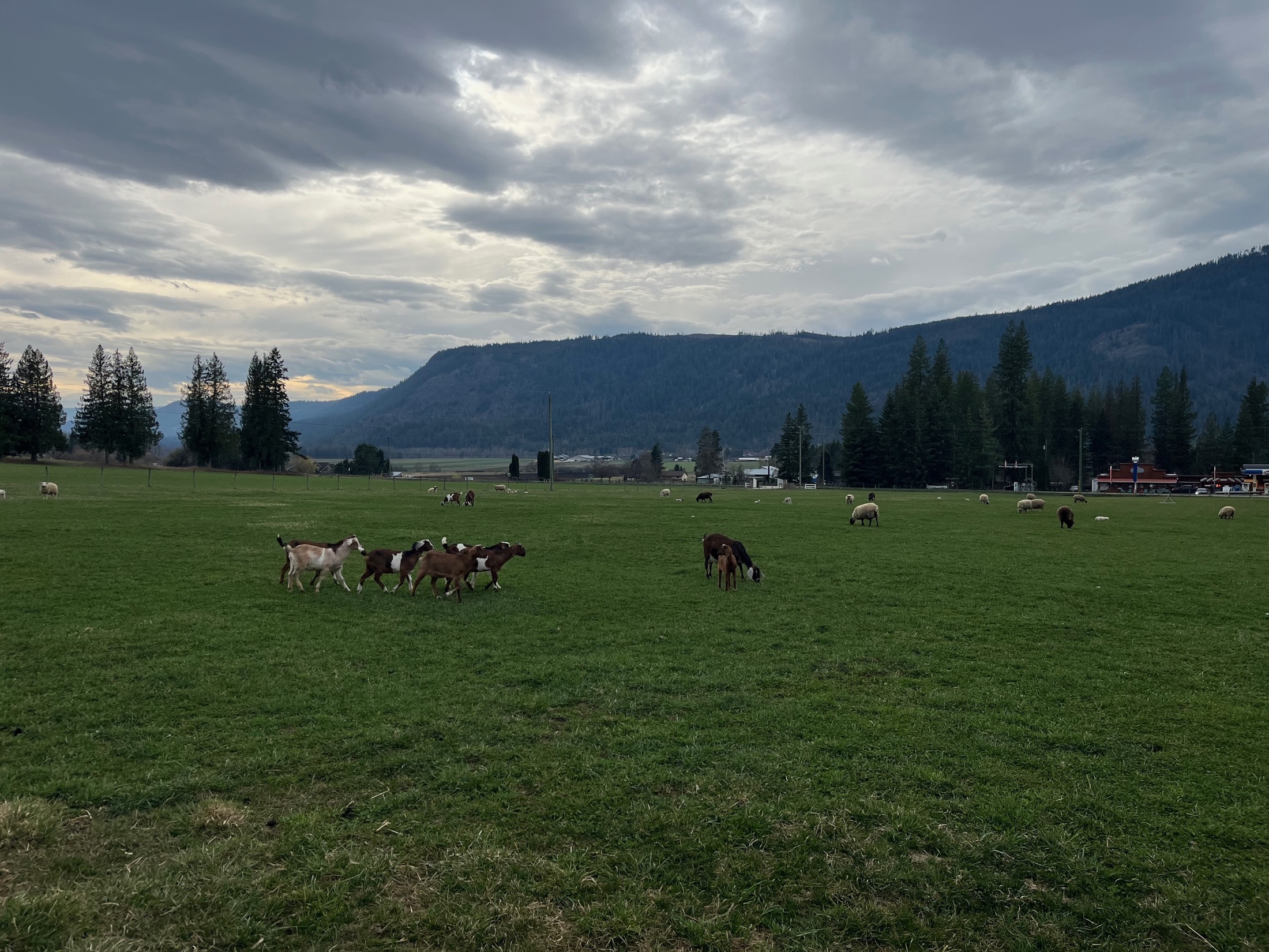 Goats and sheep spread across a wide green pasture under a moody sky