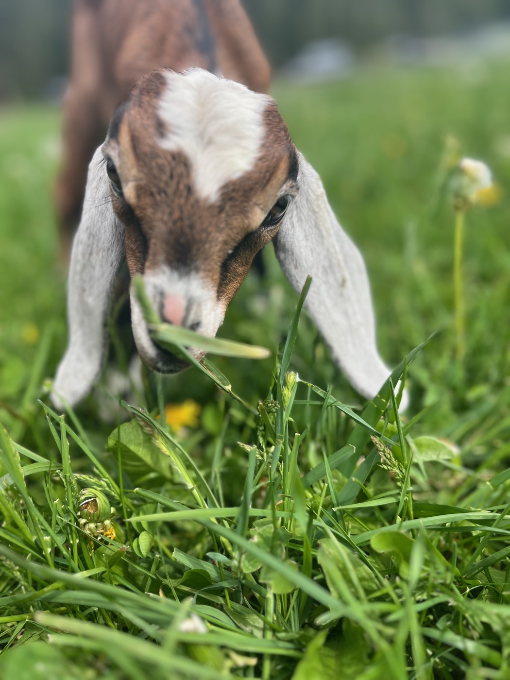 Nubian kid with long ears nibbling a blade of grass, up close