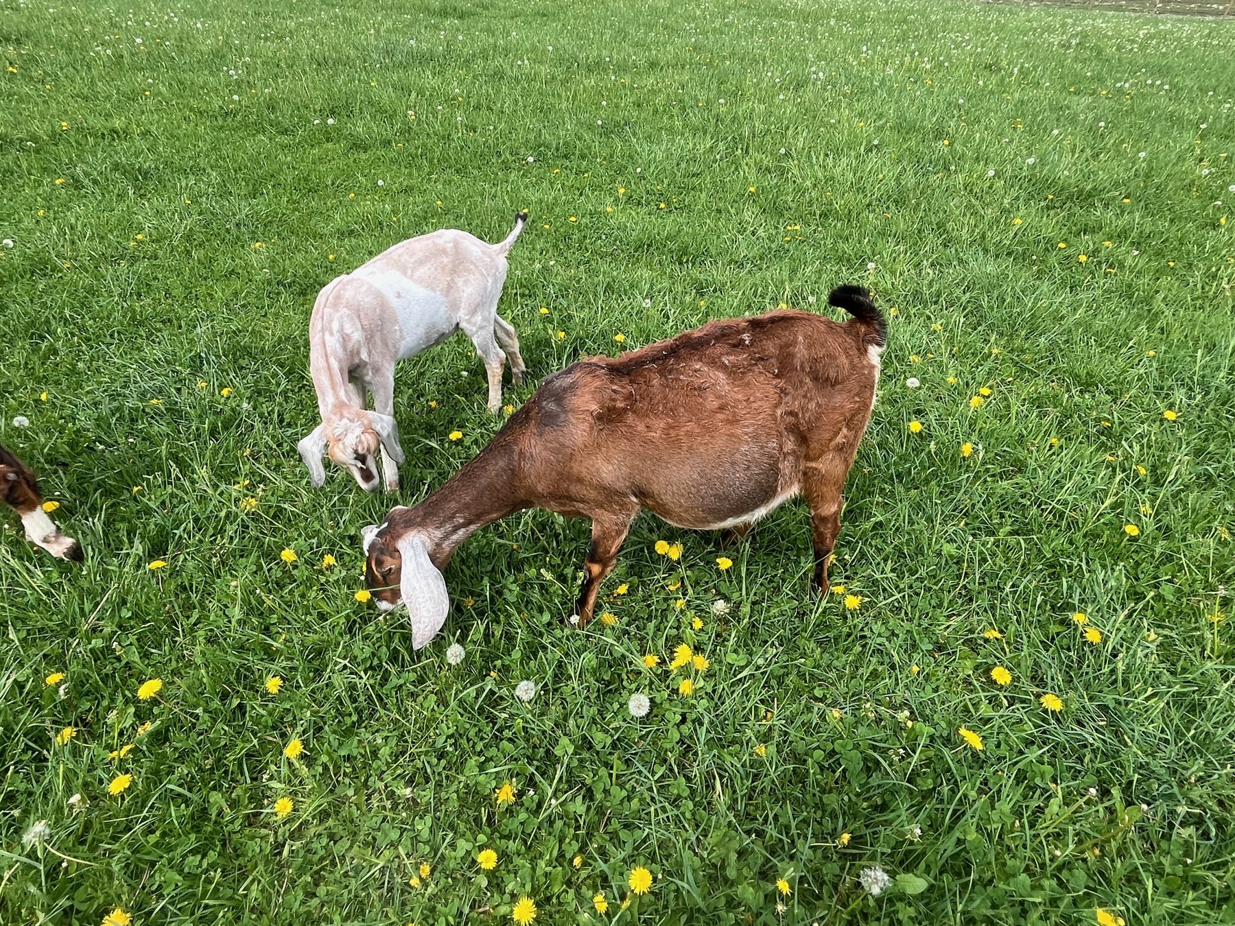 Nubian doe and kid grazing in dandelion-speckled pasture