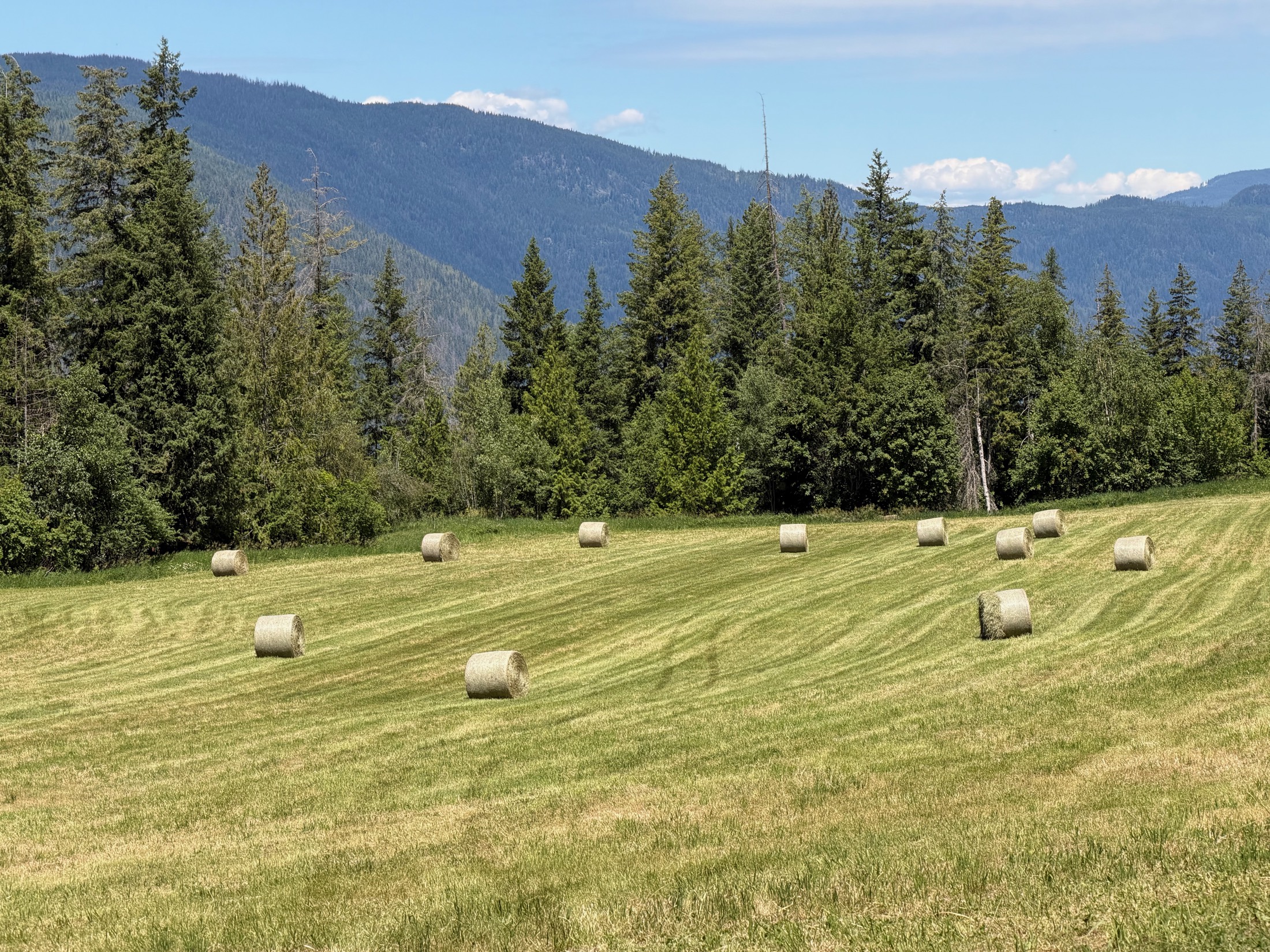 Round bales scattered across a hillside field with blue mountains behind