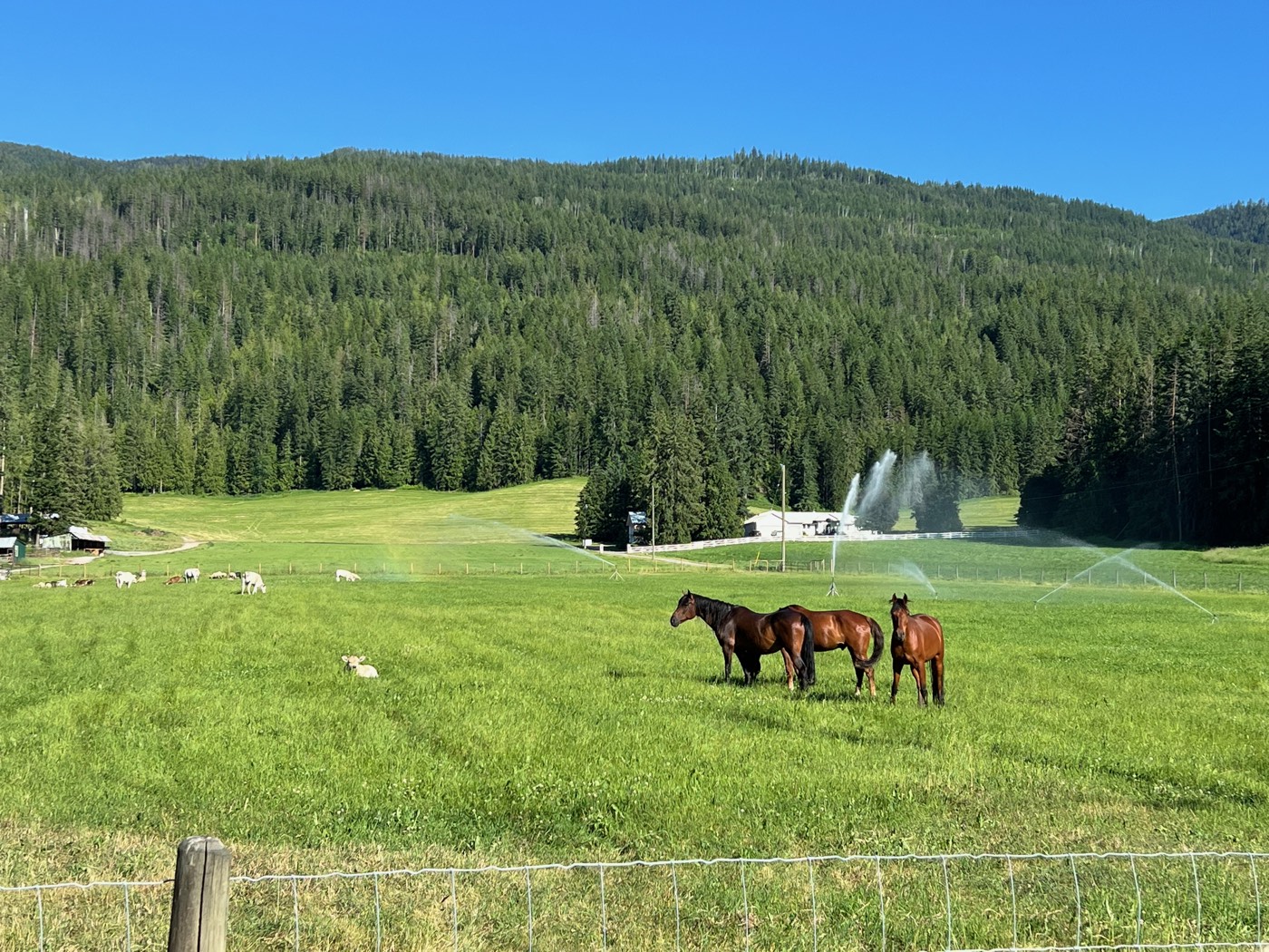 Horses grazing while the irrigation gun and sprinkler lines water the field
