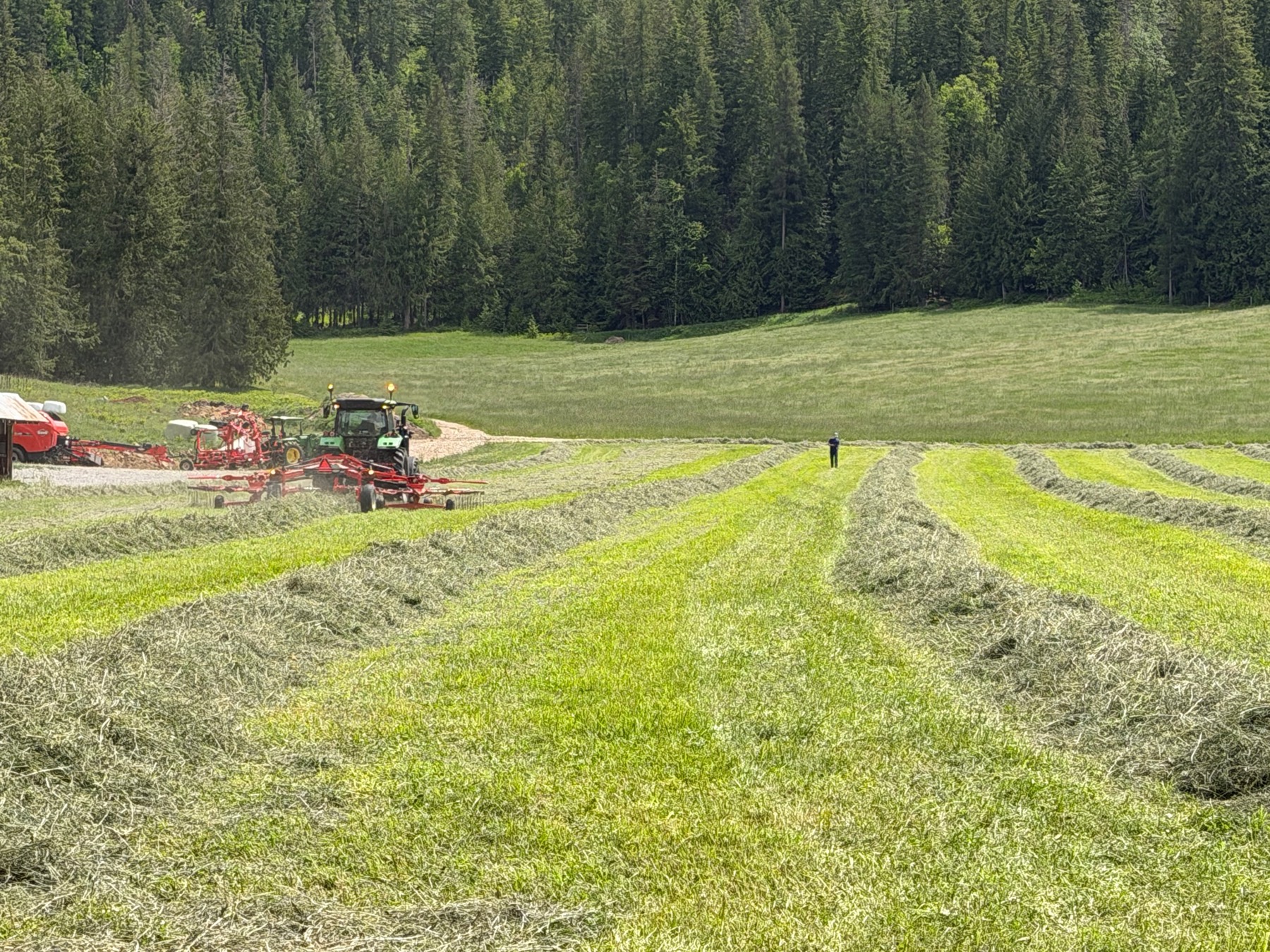 Tractor and rotary rake building windrows in the field