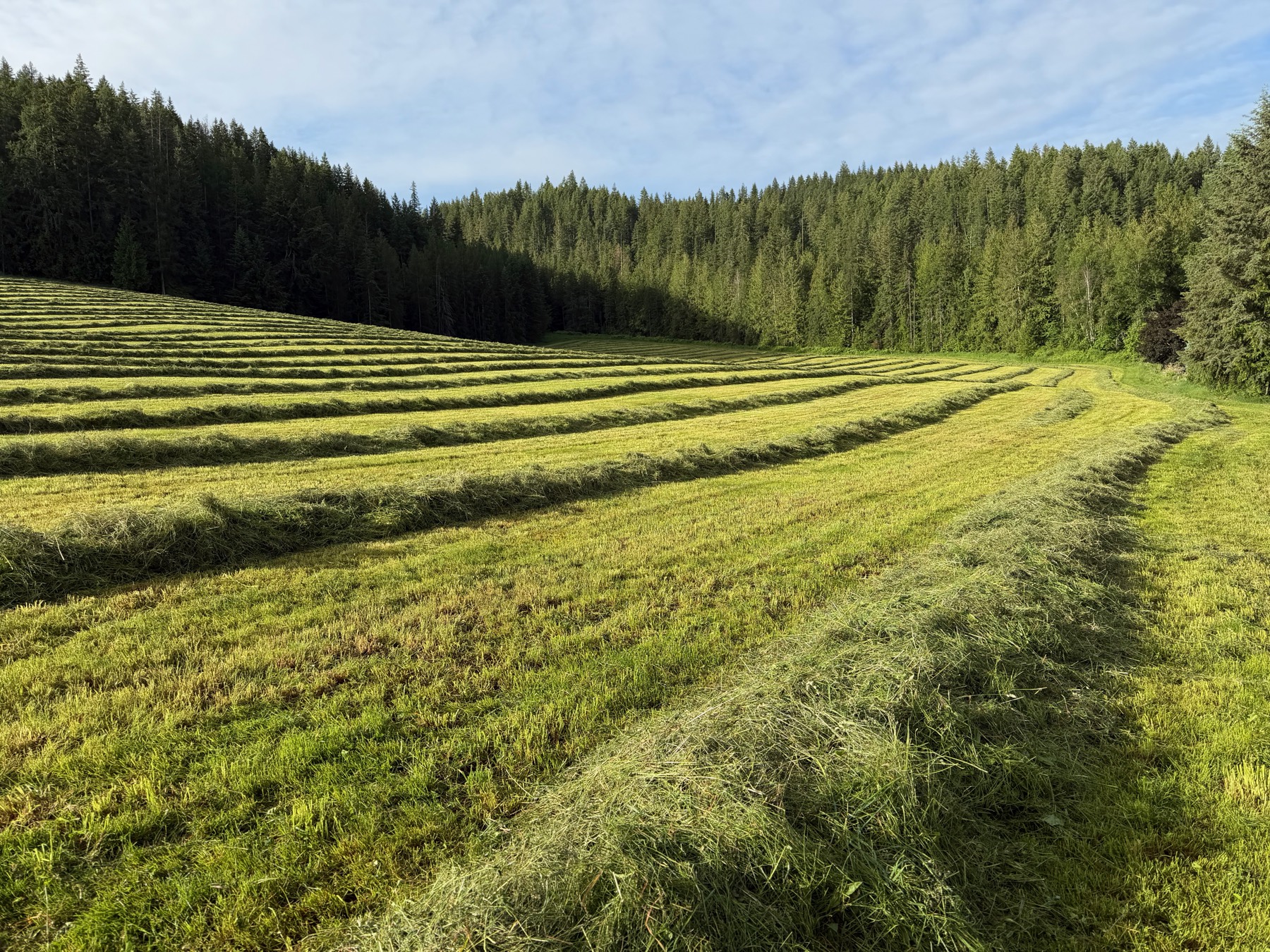 Curved windrows of hay against a wall of evergreen forest at Windrose Ranch
