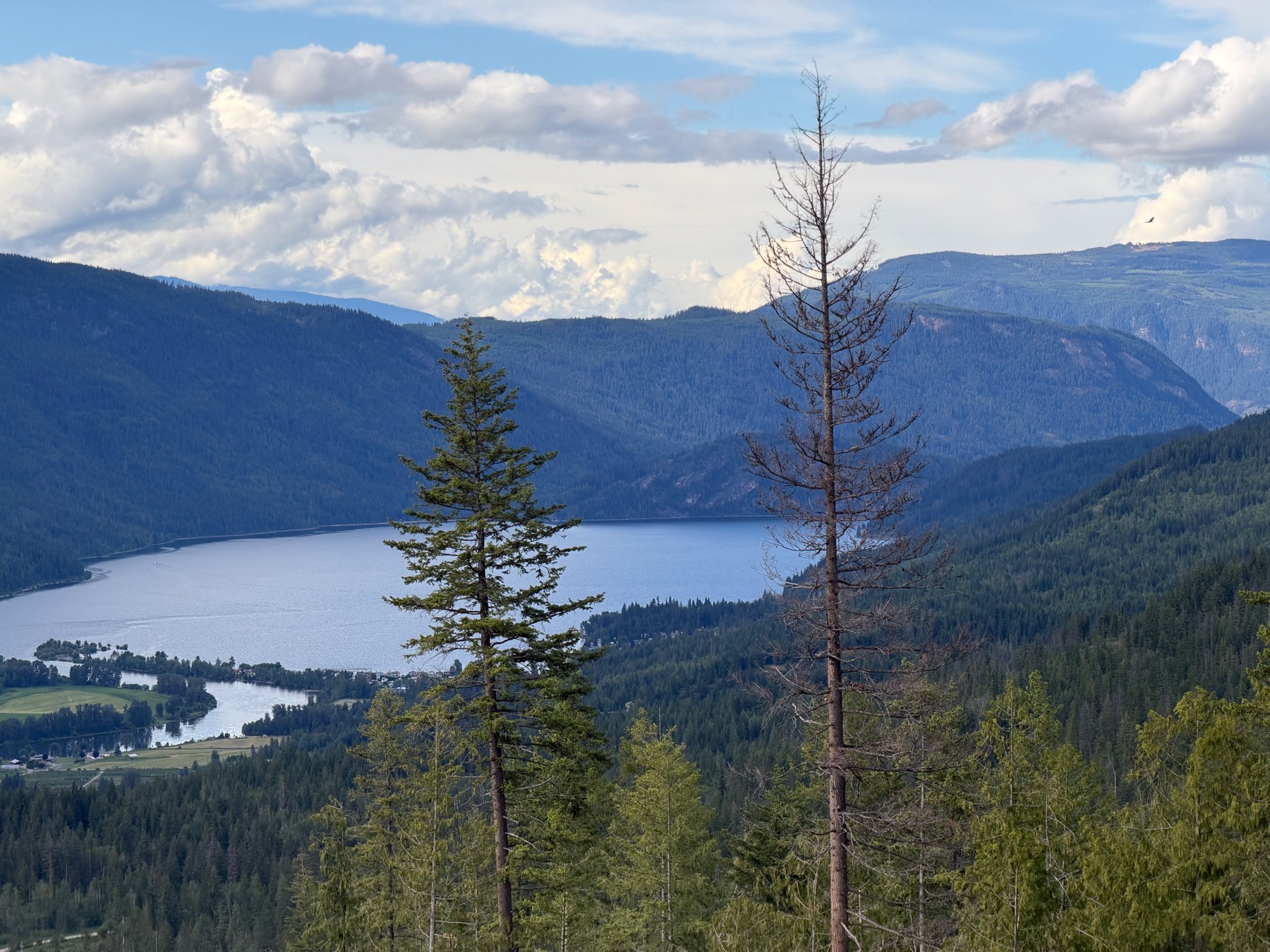 The lake and mountains through summer timber