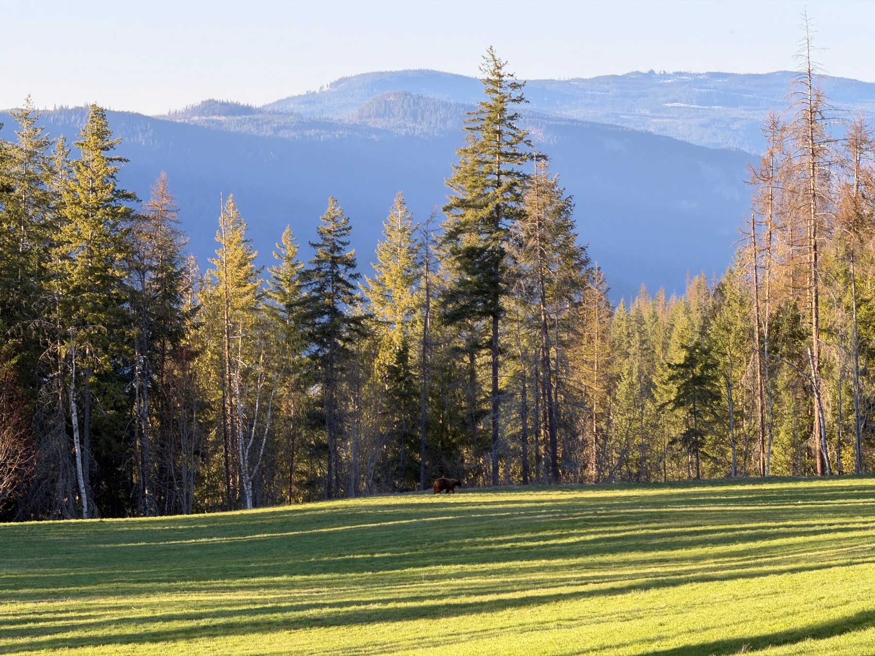 Evening light on the ranch meadow below the timbered ridge