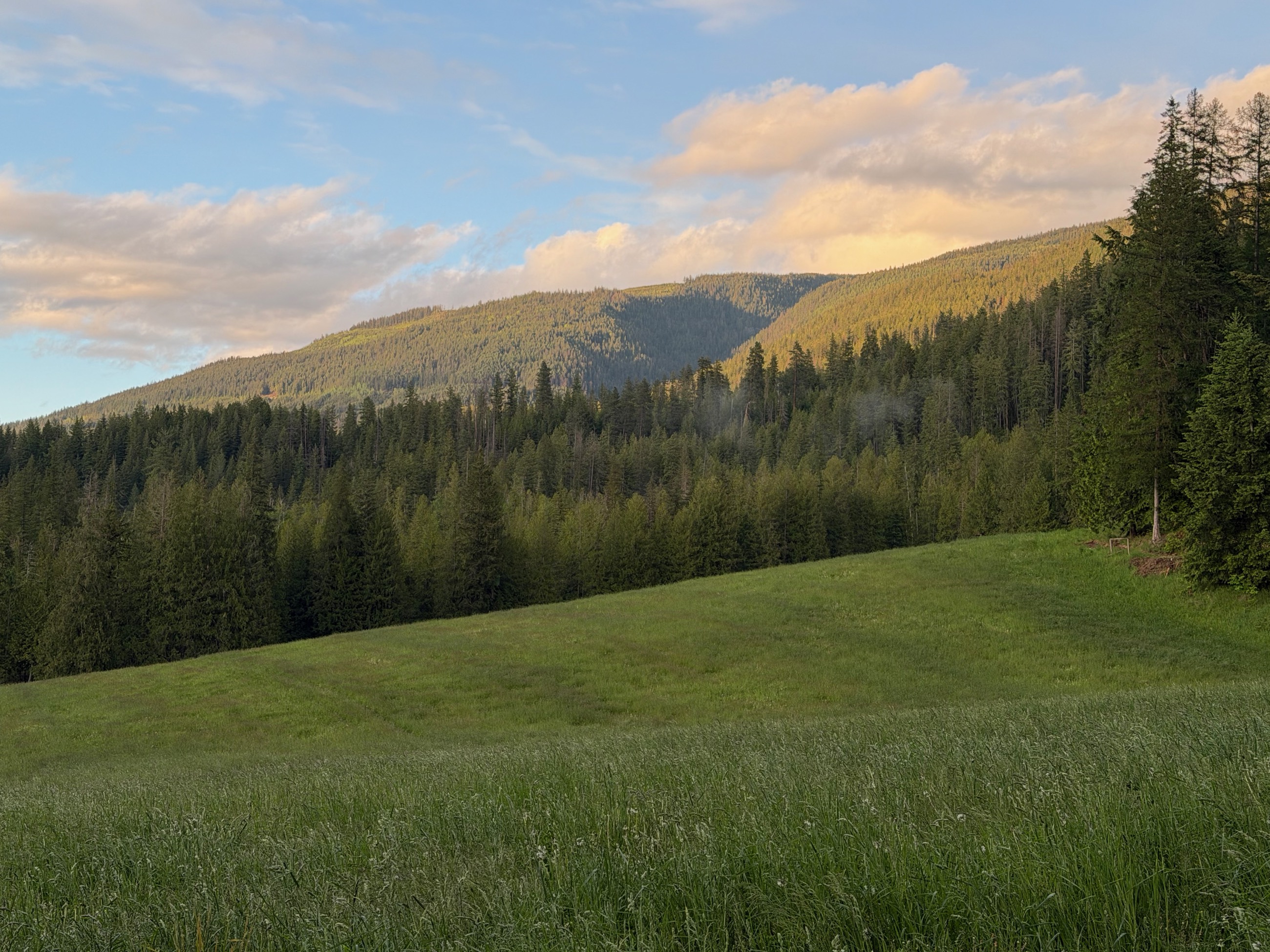 Evening light striking the forested mountainside above the ranch meadow