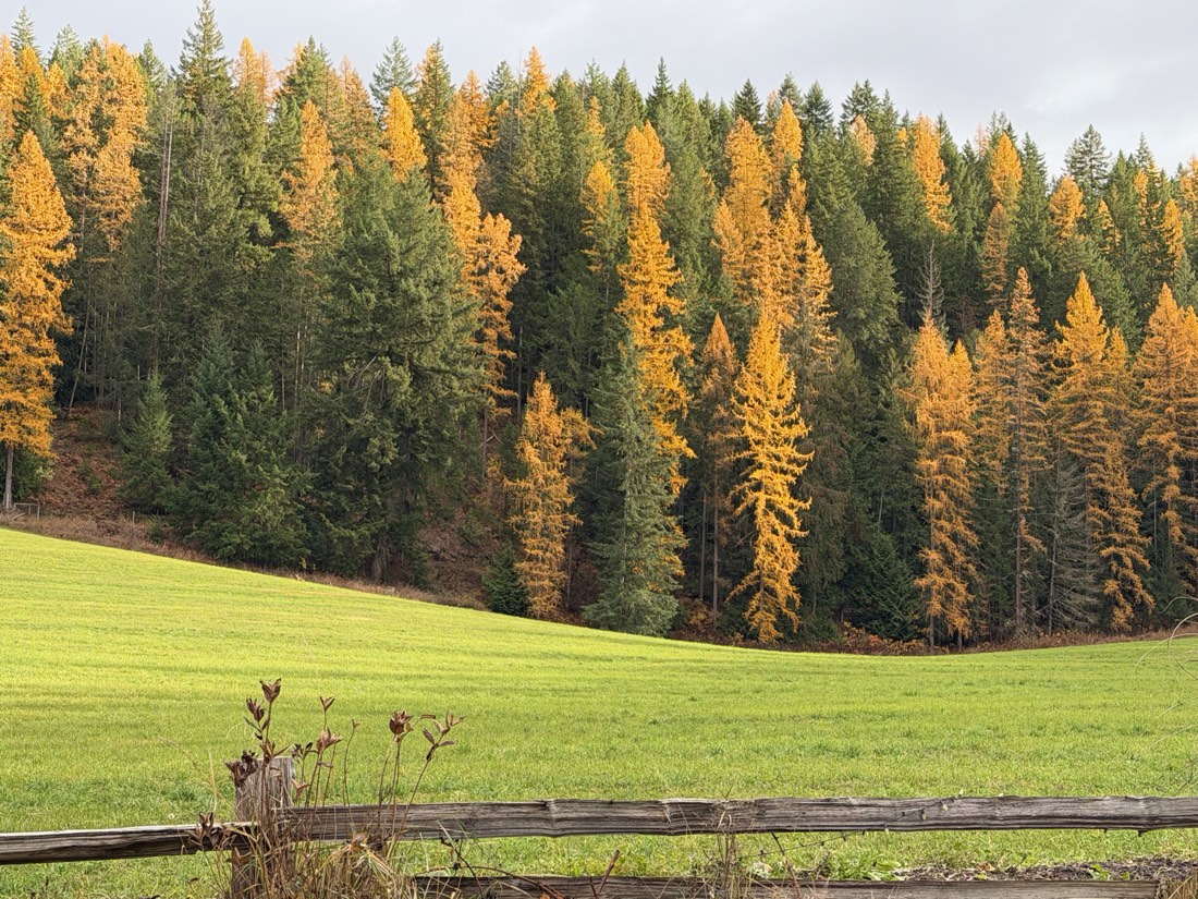 Golden larches on the mountainside above a green field