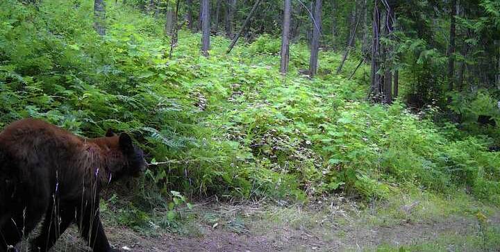 A black bear ambling through thick summer brush