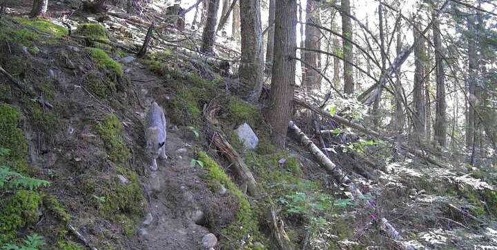 A bobcat slipping down the mossy trail