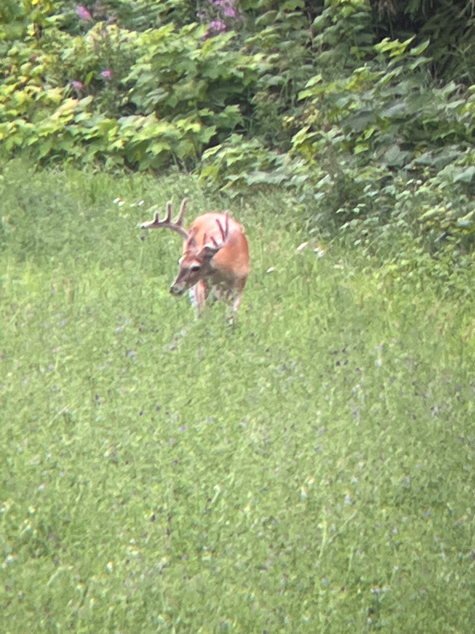 A whitetail buck grazing in the tall growth at the field edge
