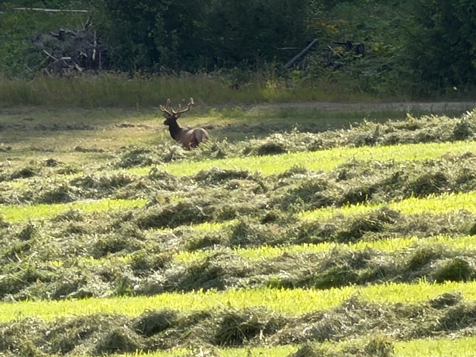 A bull elk standing in the fresh-raked windrows