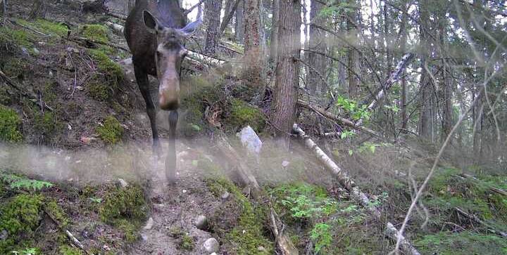 A moose coming down the forest trail